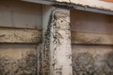mold in dirty air duct